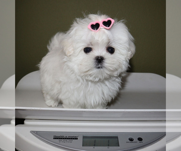 Medium Photo #5 Maltese Puppy For Sale in LOS ANGELES, CA, USA