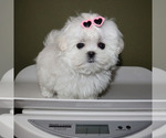 Small #4 Maltese