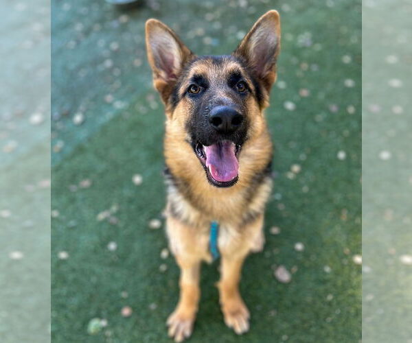 Medium Photo #2 German Shepherd Dog Puppy For Sale in Salinas, CA, USA