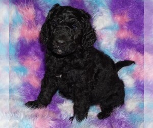 Labradoodle Puppy for sale in LA HABRA, CA, USA