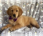 Small Photo #11 Golden Retriever Puppy For Sale in LAKELAND, FL, USA