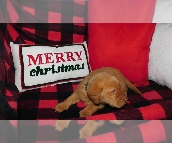 Medium Photo #8 Labrador Retriever Puppy For Sale in NEENAH, WI, USA