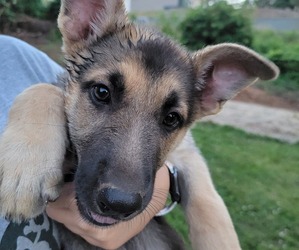 German Shepherd Dog Puppy for Sale in SUMMERFIELD, North Carolina USA