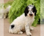 Small #3 Poodle (Miniature)