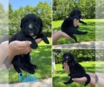 Small #5 Australian Shepherd-Goldendoodle Mix