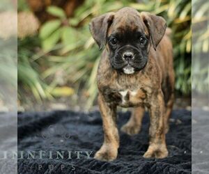 Boxer Puppy for sale in HONEY BROOK, PA, USA