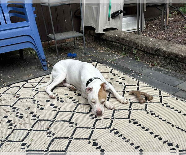 Medium Photo #16 Mutt Puppy For Sale in Philadelphia, PA, USA
