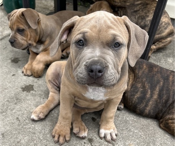 Medium Photo #3 American Bully Puppy For Sale in MYRTLE BEACH, SC, USA