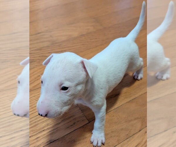 Medium Photo #1 Bull Terrier Puppy For Sale in RIVERVIEW, FL, USA