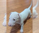 Small Bull Terrier