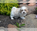Puppy Biscuit Mal-Shi