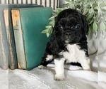 Small Photo #27 Cavapoo Puppy For Sale in MARQUAND, MO, USA