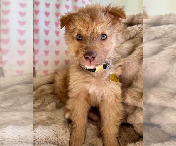 Medium Photo #2 Collie-Unknown Mix Puppy For Sale in Sandy, UT, USA