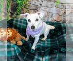 Small #5 Jack Russell Terrier