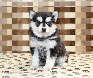 Pomsky Puppy for sale in DENVER, PA, USA