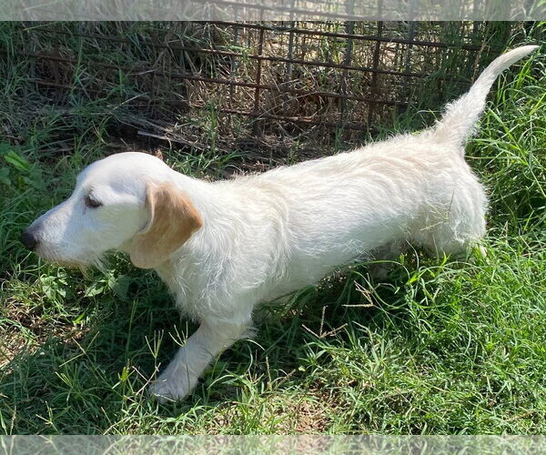 Medium Photo #2 Dachshund Puppy For Sale in Boonton, NJ, USA