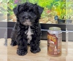 Small #3 YorkiePoo