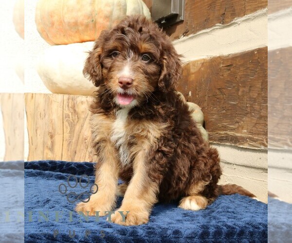 Medium Photo #4 Bernedoodle (Miniature) Puppy For Sale in NARVON, PA, USA