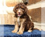 Small #3 Bernedoodle (Miniature)