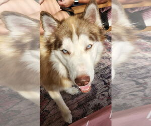 Siberian Husky Dogs for adoption in Carrollton, TX, USA