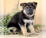 Small #3 German Shepherd Dog