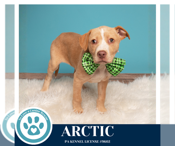 Medium Photo #5 Labrador Retriever-Unknown Mix Puppy For Sale in Kimberton, PA, USA