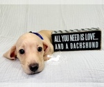 AKC Charlie - Male Dachshund Puppy for Sale - Photo #10