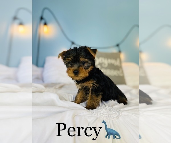 Medium Photo #5 Yorkshire Terrier Puppy For Sale in COOKEVILLE, TN, USA