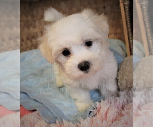 Medium Photo #2 Maltese Puppy For Sale in KERMIT, WV, USA