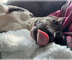 Earl Greyer - Male American Pit Bull Terrier-Unknown Mix Dog for Adoption - Photo #2