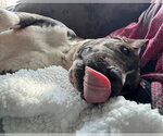 Small Photo #2 American Pit Bull Terrier-Unknown Mix Puppy For Sale in Germantown, OH, USA