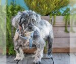 Small Photo #3 Mutt Puppy For Sale in Pacific Grove, CA, USA