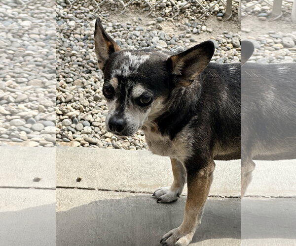 Medium Photo #1 Chihuahua Puppy For Sale in Emmett, ID, USA