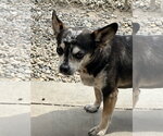 Small Chihuahua