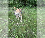 Small #1 Jack Russell Terrier-Papillon Mix