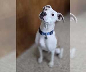 American Pit Bull Terrier-Unknown Mix Dogs for adoption in Martinsburg, WV, USA
