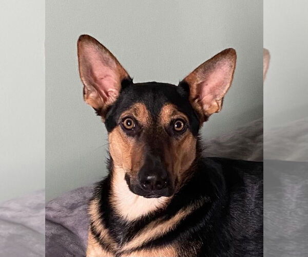 Medium Photo #5 German Shepherd Dog Puppy For Sale in Portland, IN, USA