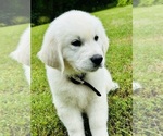 Small #6 English Cream Golden Retriever