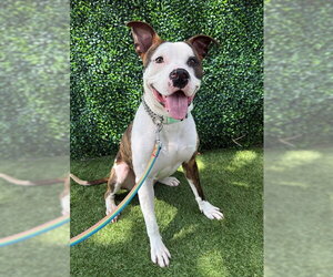 American Bulldog Dogs for adoption in Naples, FL, USA