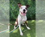Small American Bulldog