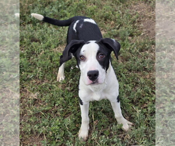 Medium Photo #1 Labrador Retriever-Unknown Mix Puppy For Sale in Lakewood, CO, USA