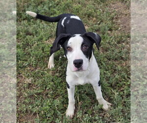 Labrador Retriever-Unknown Mix Dogs for adoption in Lakewood, CO, USA