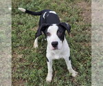 Small Labrador Retriever Mix