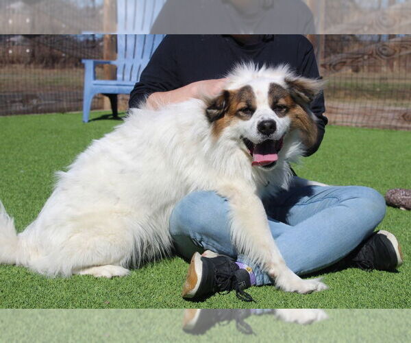 Medium Photo #4 Australian Shepherd-Unknown Mix Puppy For Sale in Chestertown, MD, USA