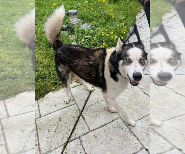 Medium Photo #1 Siberian Husky Puppy For Sale in Woodland Hills, CA, USA