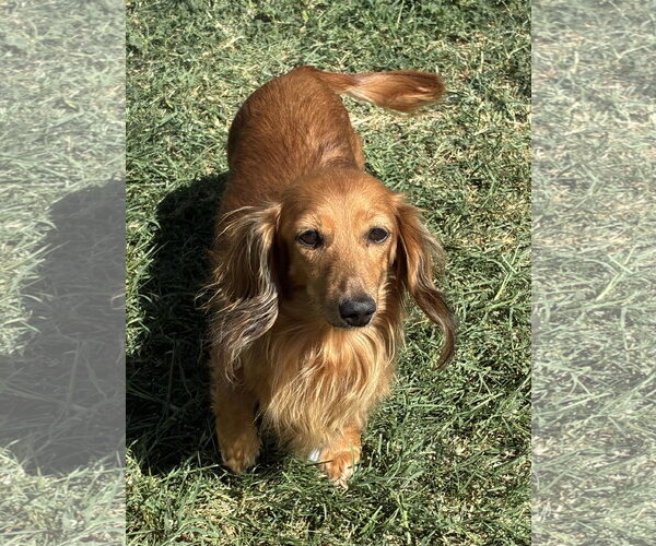 Medium Photo #1 Dachshund Puppy For Sale in Hesperia, CA, USA