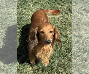 Dachshund Dogs for adoption in Hesperia, CA, USA