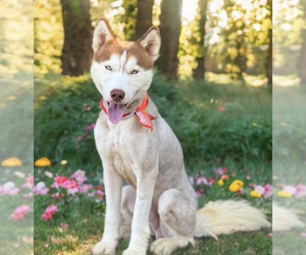Medium Photo #1 Siberian Husky Puppy For Sale in Carrollton, TX, USA