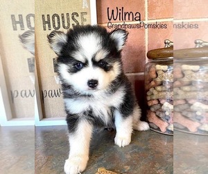 Pomsky Puppy for sale in CASA GRANDE, AZ, USA