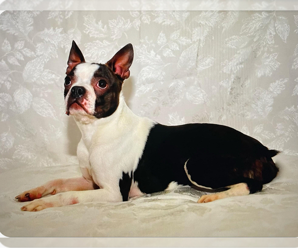 Medium Photo #1 Boston Terrier Puppy For Sale in EATONVILLE, WA, USA